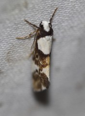 Philenora elegans