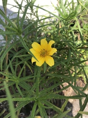 Helianthus porteri