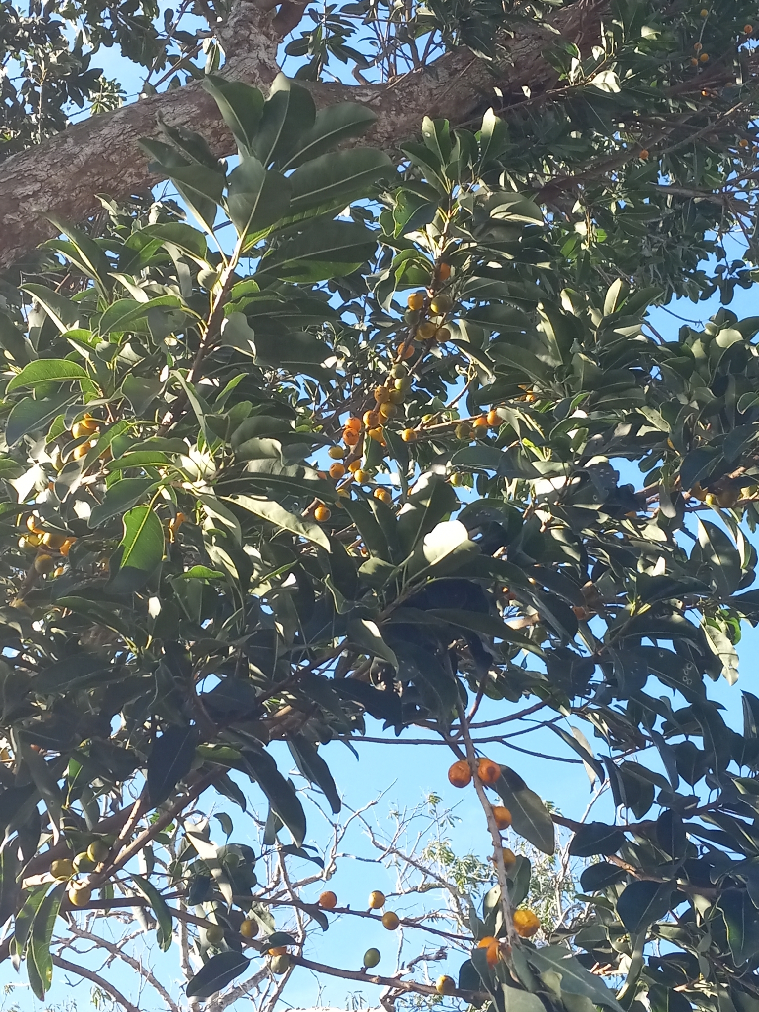 Imagem de Marmelinho-do-mato