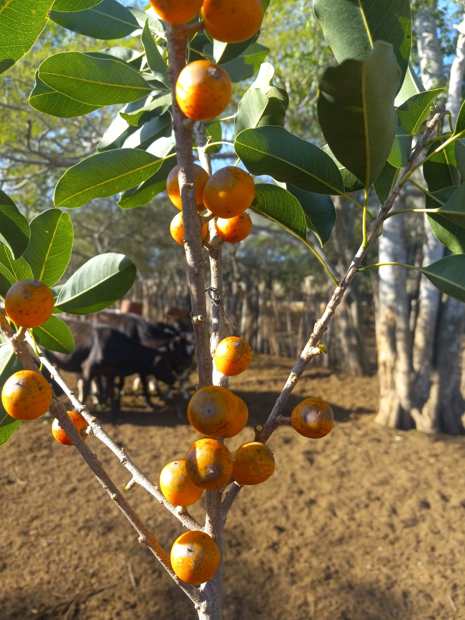 Imagem de Marmelinho-do-mato