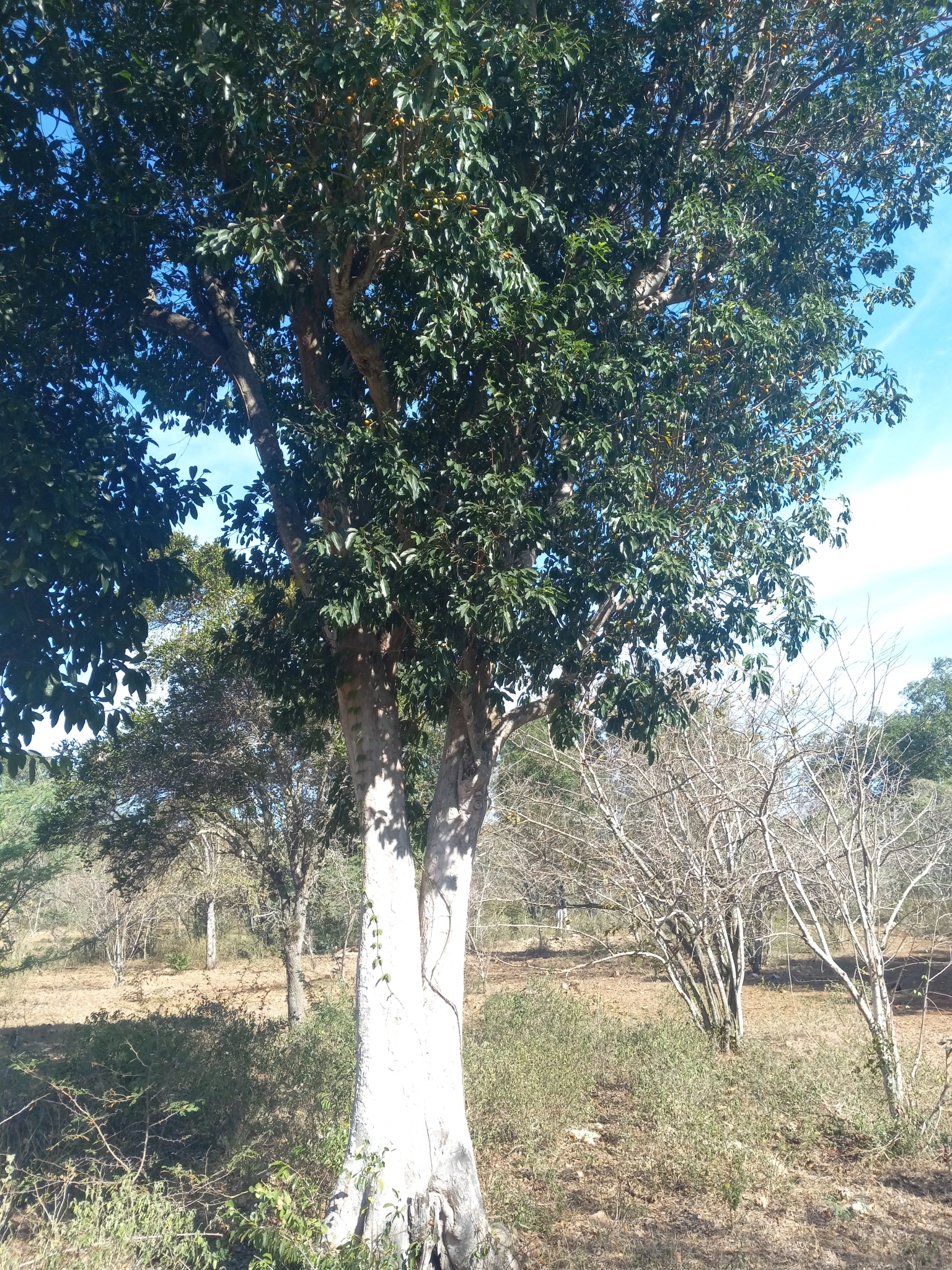 Imagem de Marmelinho-do-mato