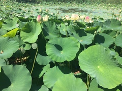 Nelumbo