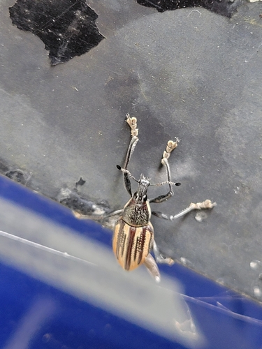 Diaprepes Root Weevil photo 6