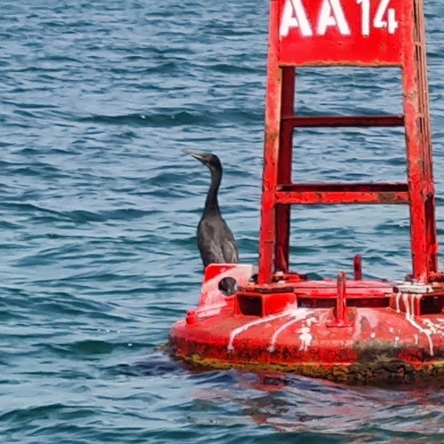 Socotra Cormorant (Phalacrocorax nigrogularis)