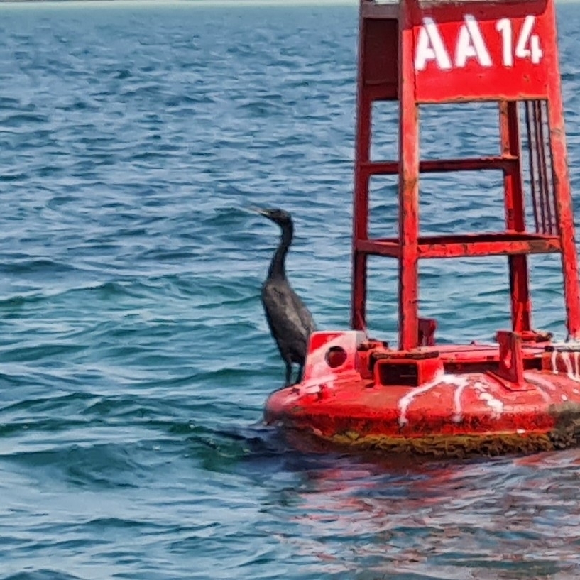 Socotra Cormorant (Phalacrocorax nigrogularis), photo 2