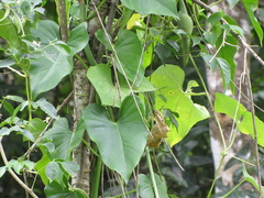 Philodendron jacquinii