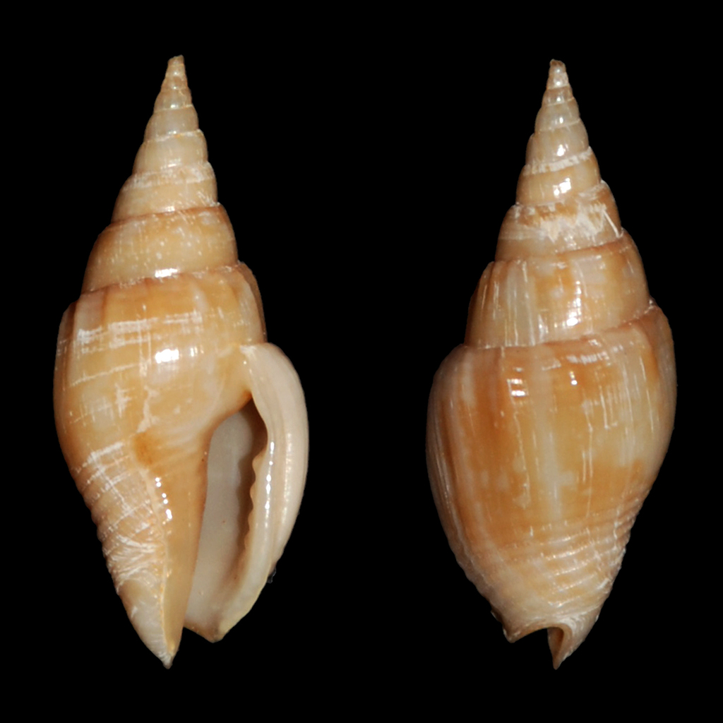 Strombina colpoica