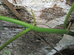 Philodendron jacquinii