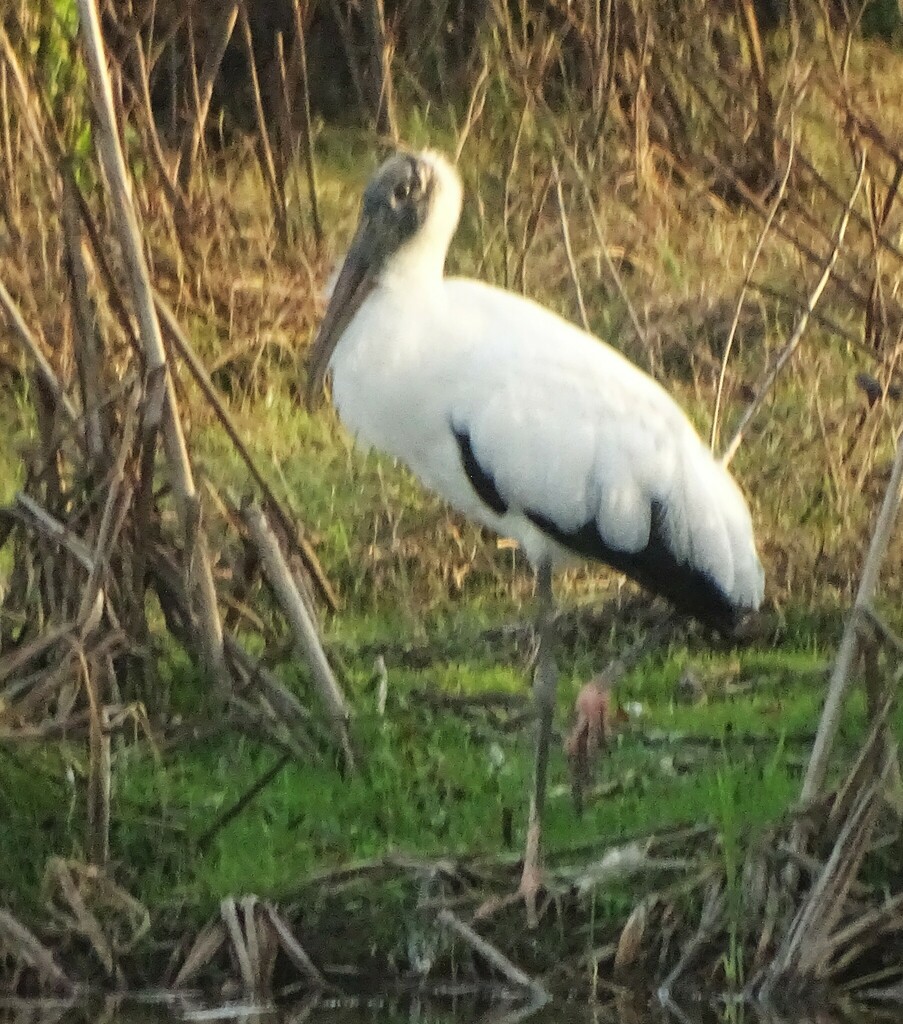 Wood Stork from Hogeye Walking Path, The Villages, Wildwood, FL, USA on ...