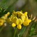 Bird's-foot Trefoil - Photo (c) Julia Housden Proulx, some rights reserved (CC BY-NC), uploaded by Julia Housden Proulx