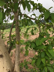 Tabernaemontana tomentosa