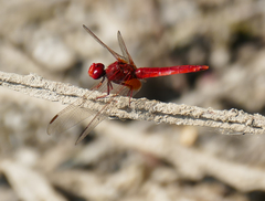 Crocothemis erythraea