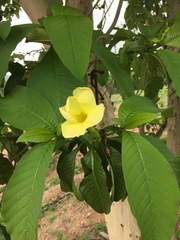Tabernaemontana tomentosa