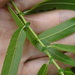 Salix nigra - Photo Δεν διατηρούνται δικαιώματα, uploaded by Reuven Martin