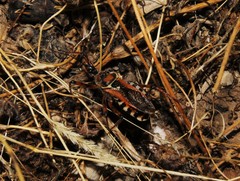 Rhynocoris punctiventris
