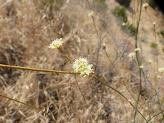 Eriogonum nudum nudum