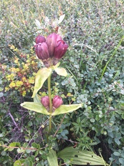 Gentiana purpurea