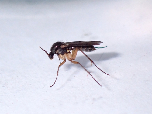Greenomyia lucida