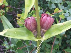 Gentiana purpurea