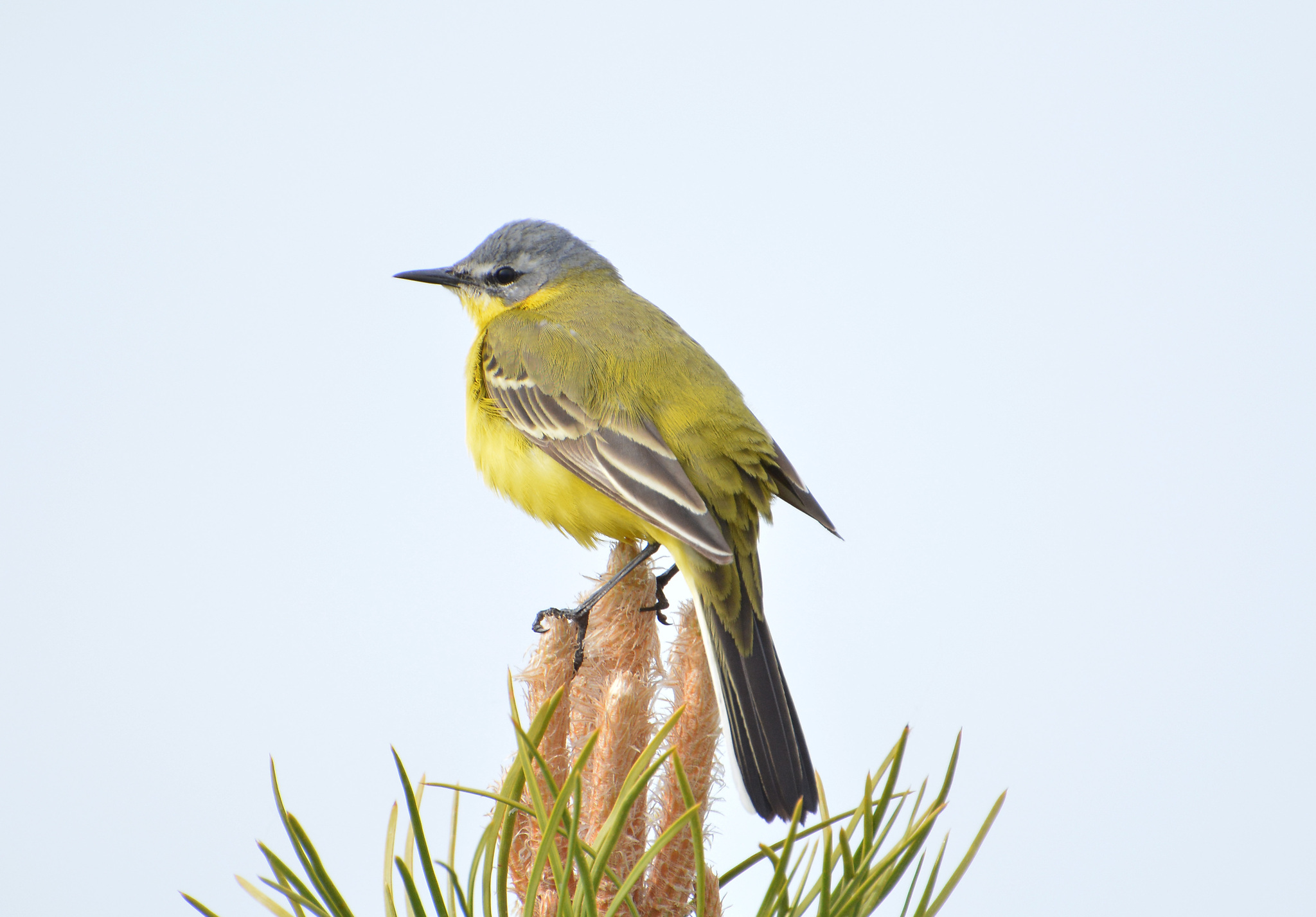 iNaturalist.org. Г. Столбова, Чебоксарский р-н Чувашия, май 2021