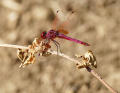 Trithemis annulata