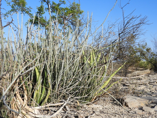 Euphorbia antisyphilitica