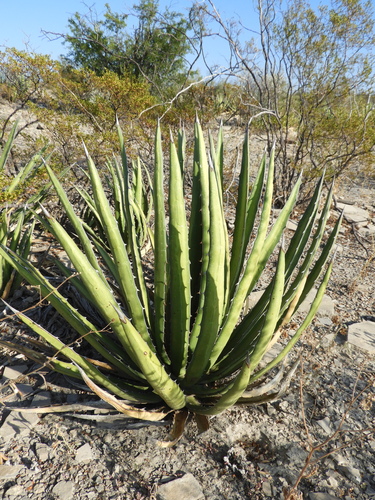 Agave lechuguilla