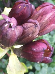 Gentiana purpurea