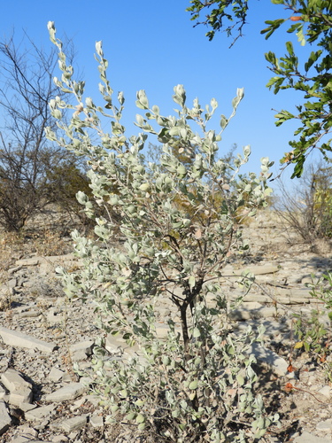 Leucophyllum frutescens
