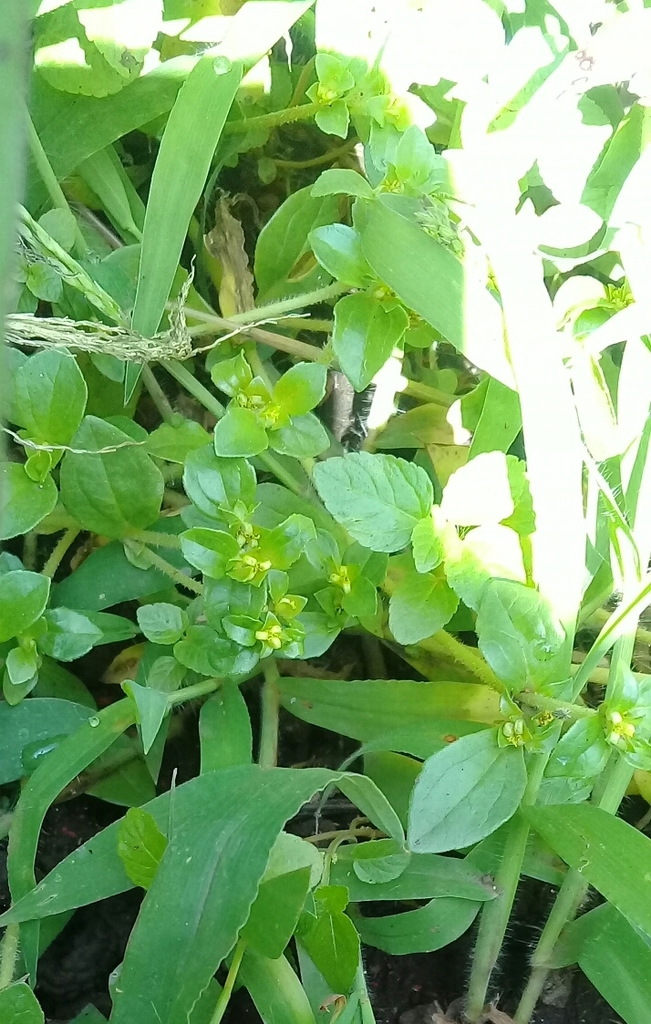 Melampodium repens