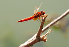 Crocothemis erythraea