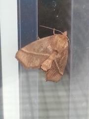 Quasithosea obliquistriga