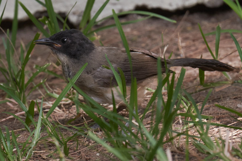 Blackcap Babbler (Turdoides reinwardtii), photo 6