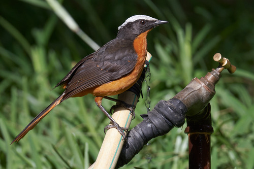 White-crowned Robin-Chat (Cossypha albicapillus), photo 8