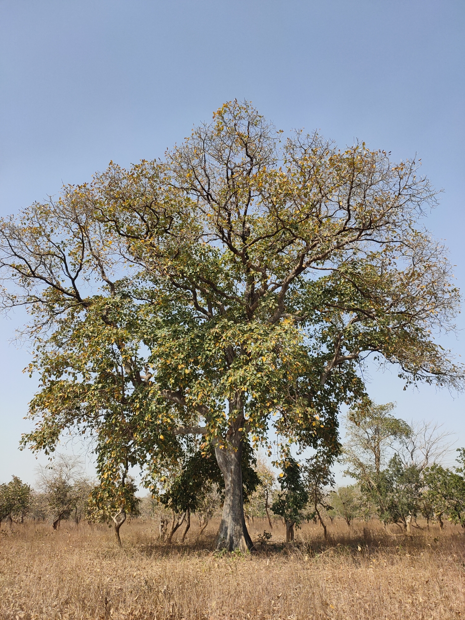 Imagem de Barro-longo