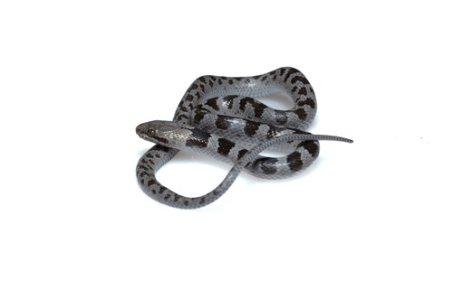 Tanzer’s Night Snake