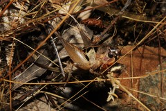 Bucephaloptera bucephala