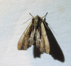 Apamea verbascoides