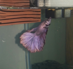 Betta splendens