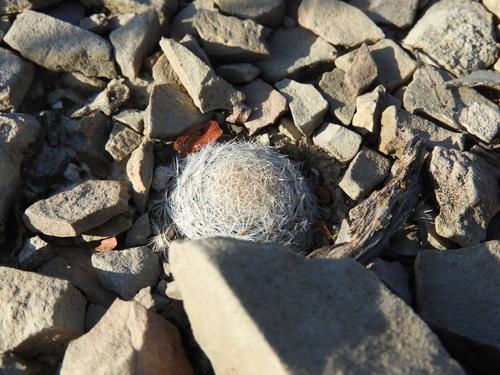 Mammillaria lasiacantha