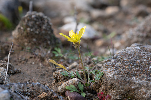 Isthmian Buttercup (Ranunculus isthmicus)