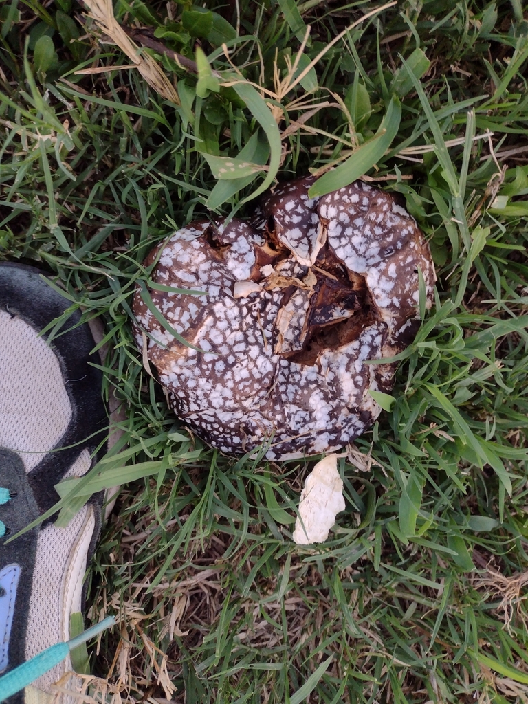 Calvatia cyathiformis · February 2025 · photo: © mariazeta (iNaturalist, cc-by)