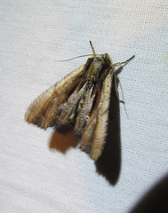 Apamea verbascoides