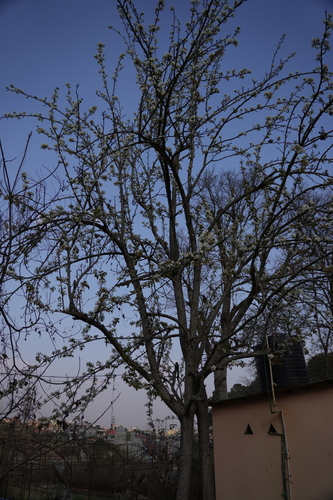 Foto de Nashi