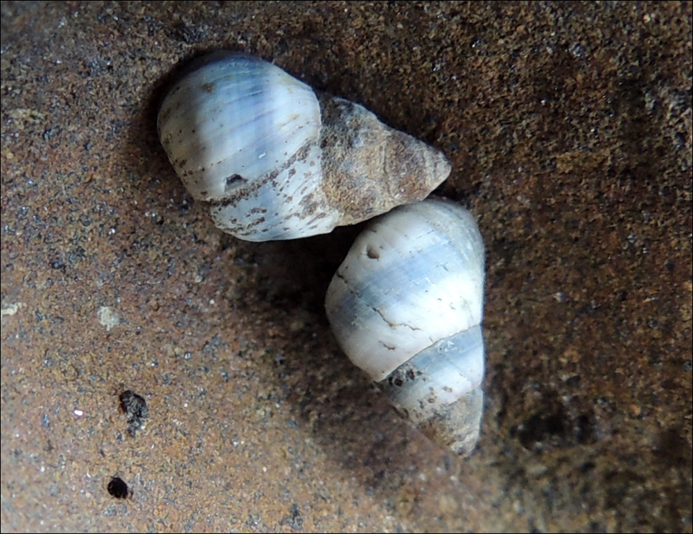Periwinkle Snails