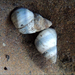 Periwinkle Snails - Photo (c) Jane Percival, some rights reserved (CC BY-NC-SA), uploaded by Jane Percival