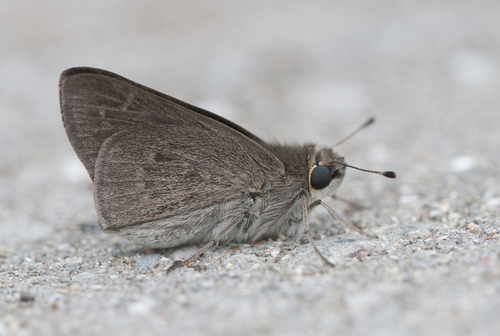 Pygmy Skipper