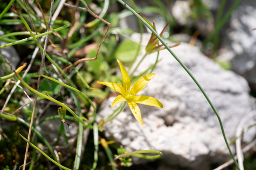 Gagea peduncularis, photograph 5
