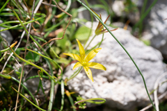(c) Eleftherios Katsillis, some rights reserved (CC BY) Gagea peduncularis, photograph (c) Eleftherios Katsillis, some rights reserved (CC BY)
