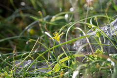 Gagea peduncularis, photograph (c) Eleftherios Katsillis, some rights reserved (CC BY)